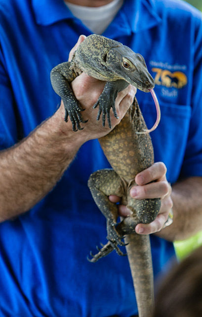 Komodo_1.jpg (copy)